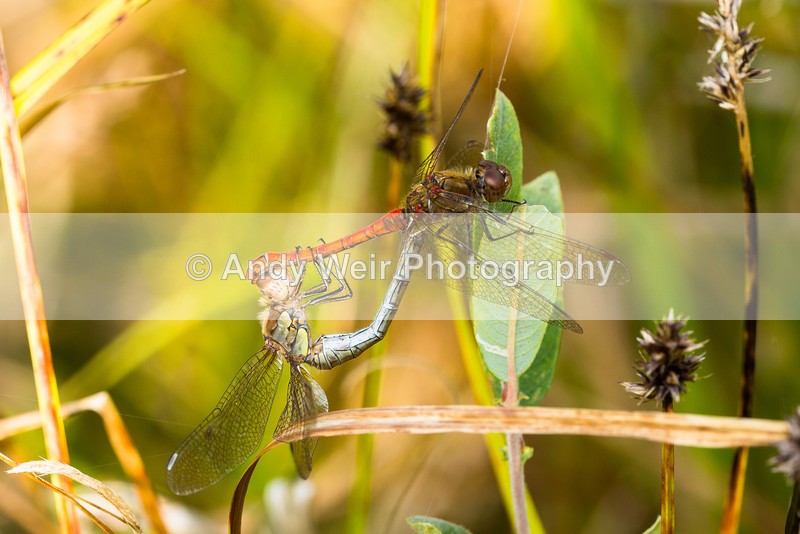 20160913-3K8A6805 - Dragonflies & Damselflies