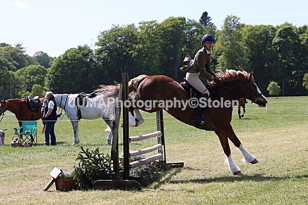 IMG_4335 - Working Hunter