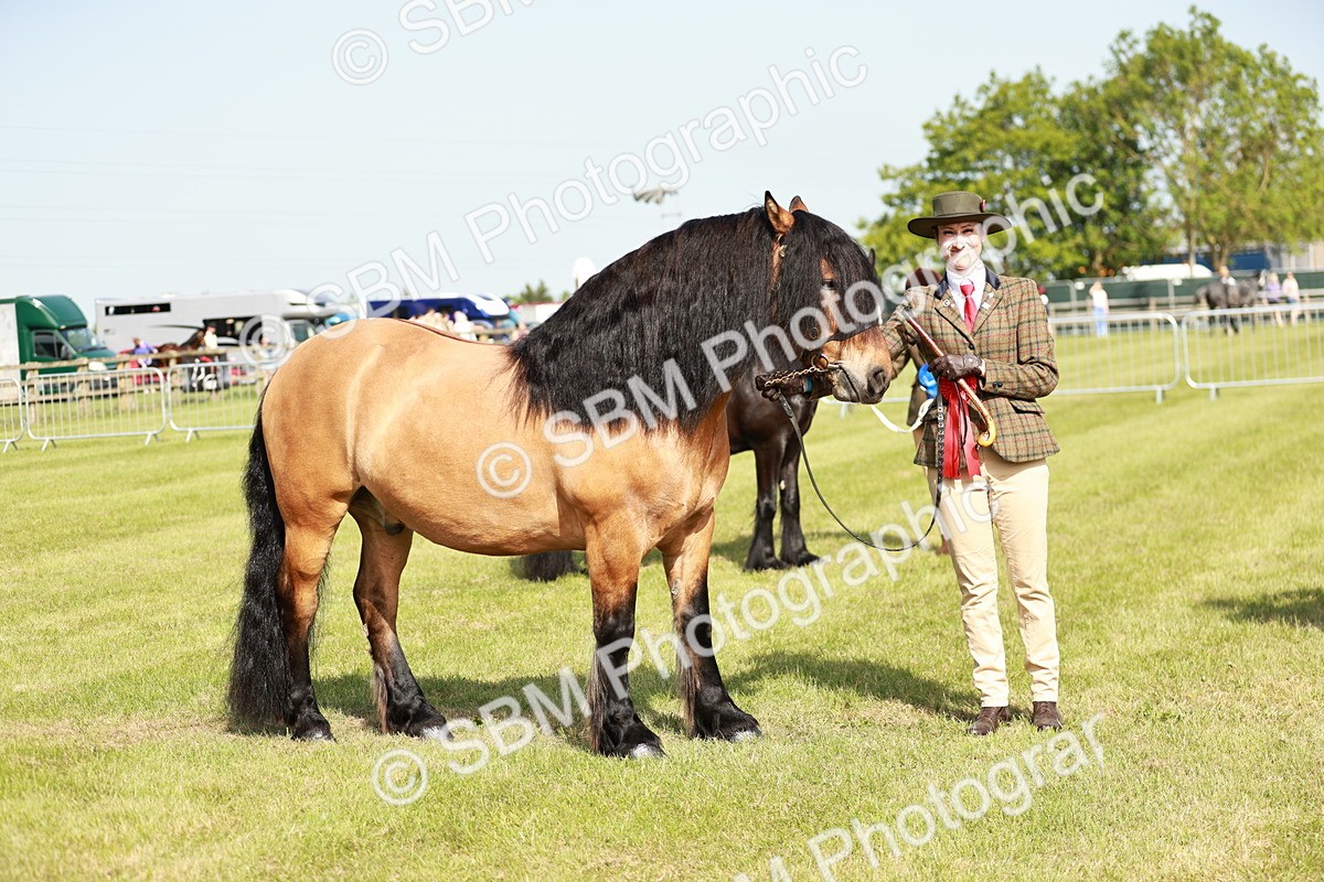 SBM_00859 - Class 14-23 - Mountain & Moorland In Hand Non Welsh
