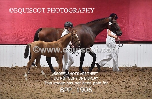 BPP_1906 - AFTERNOON 12.30 - 3.30PM