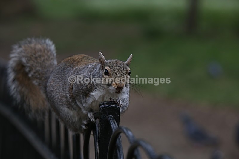  - Wildlife