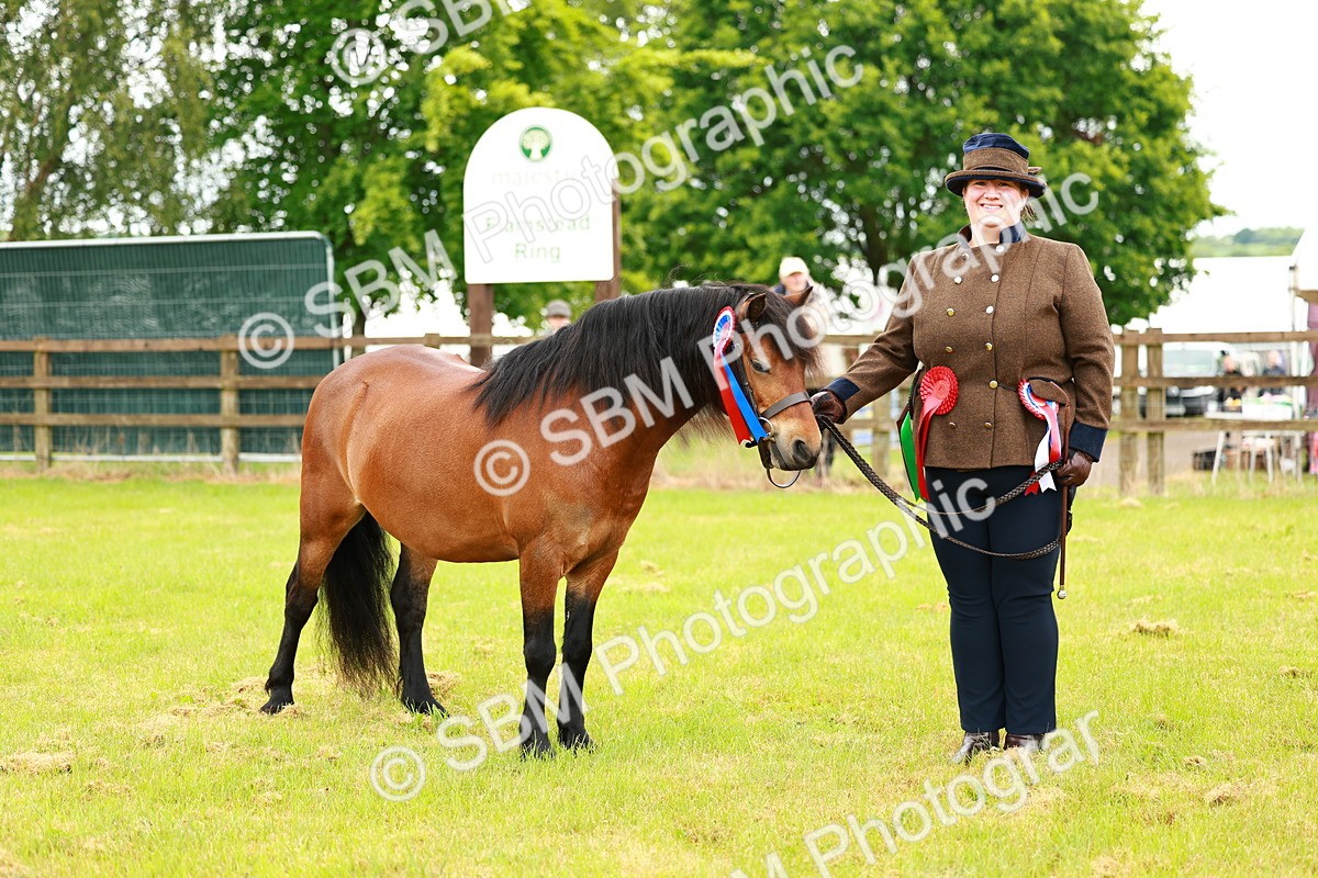 SBM_00318 - Class 58-67 - M&M Non Welsh Pony In hand
