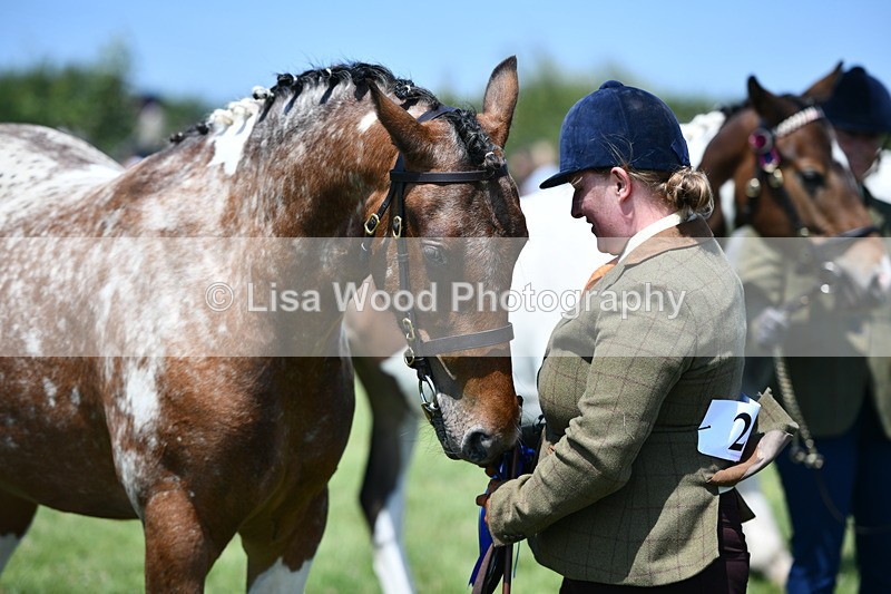 DSC_7553 - Class 63: Coloured Horse Youngstock