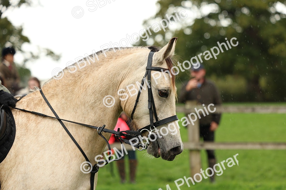 1I0A1486 - S32 - Mountain & Moorland Working Hunter Pony