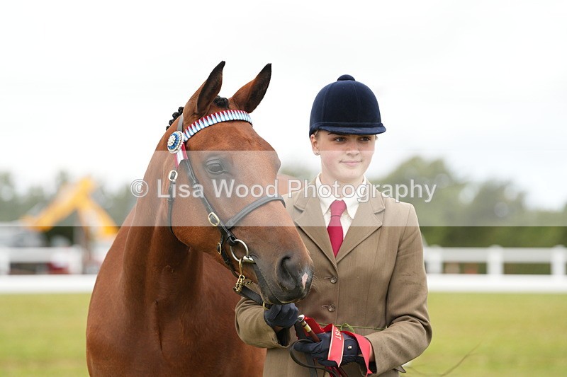 DSC06412 - Class 55: Hunter/Riding Horse/Hack 3 & 4 yr olds