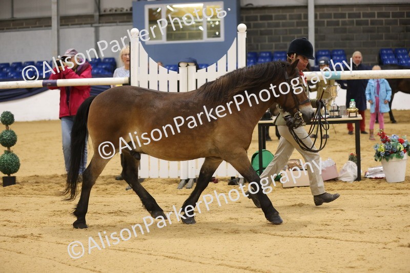 20260913-1014 - Class 109 - Bred On Exmoor In Hand