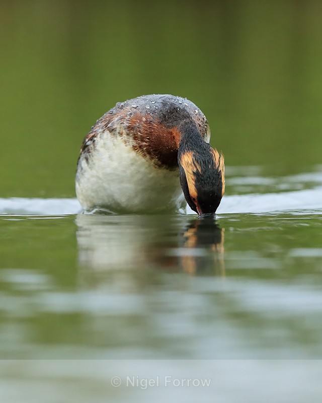 Slavonian Grebe diving, Iceland - Slavonian Grebe