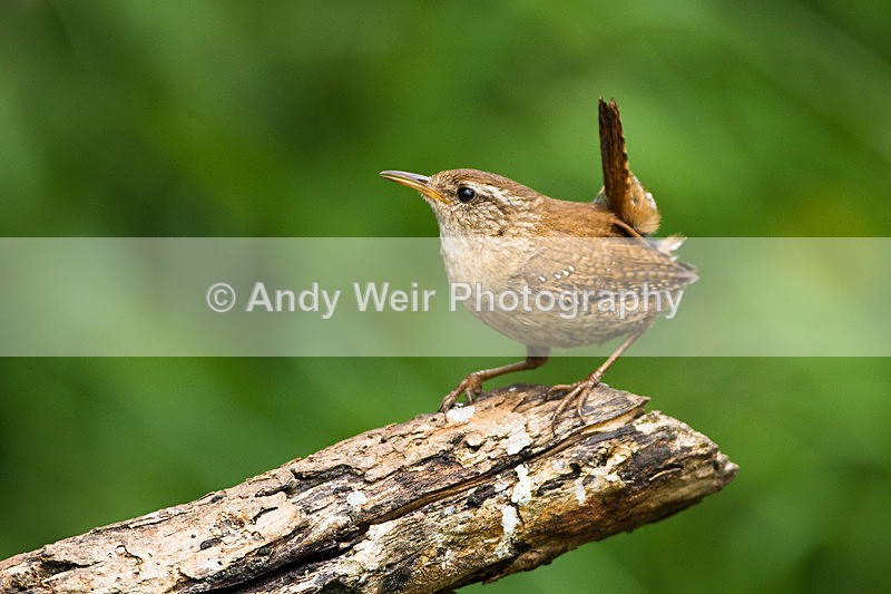 20130609-_MG_4035 - Wren & Goldcrest