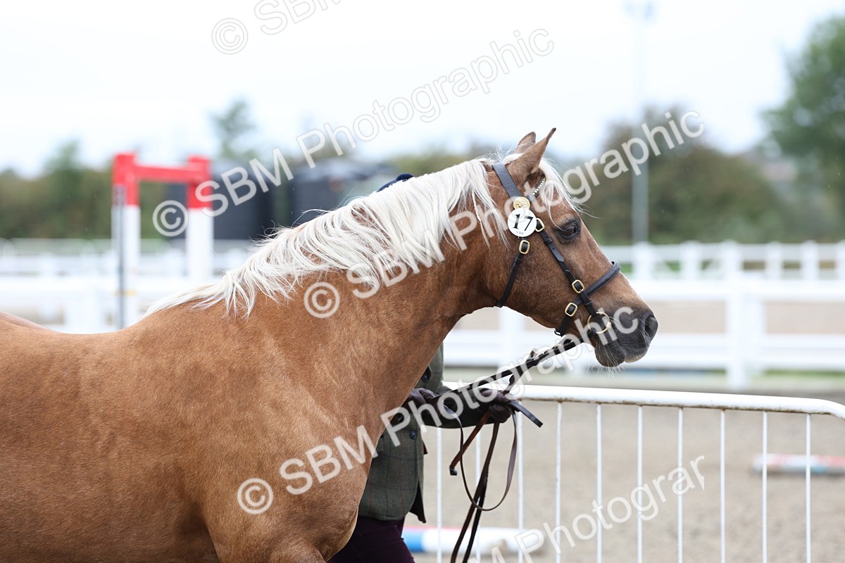 SBM_00015 - Class 50 - Best Turned Out IH