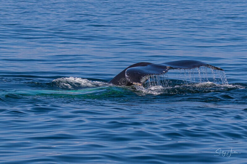 0A3A7761 Mums Tail 1 - Humpback Whales