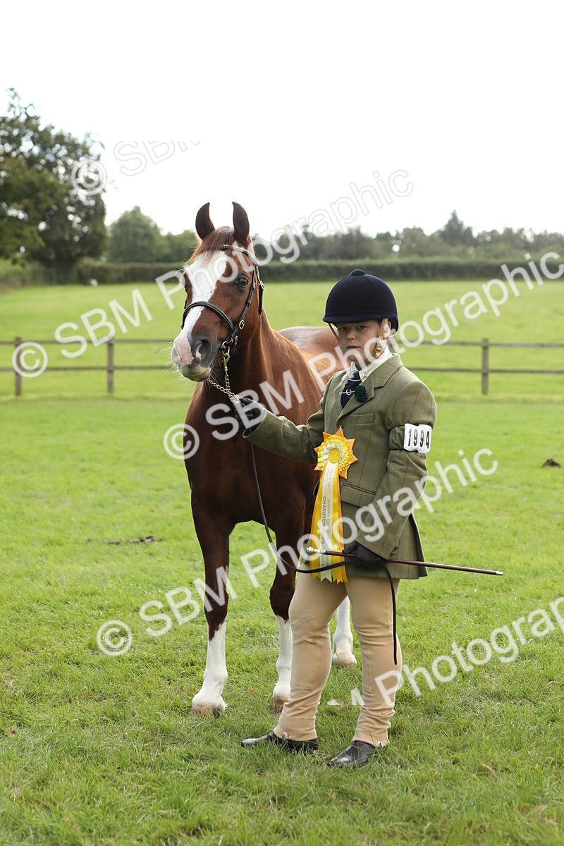 SBM_65527 - S47 - Mountain & Moorland In Hand Large Breeds