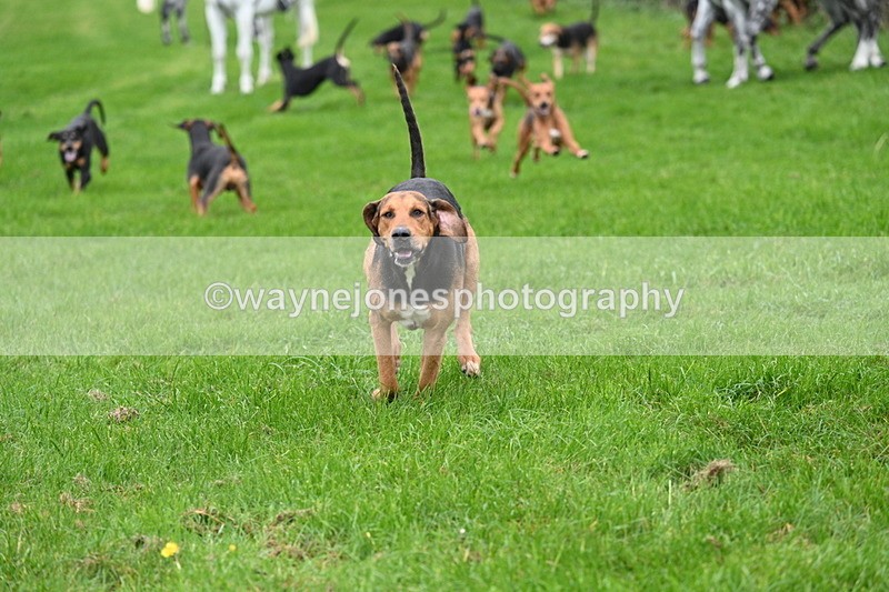 WJ7_8794 - Meet Staff & Hounds