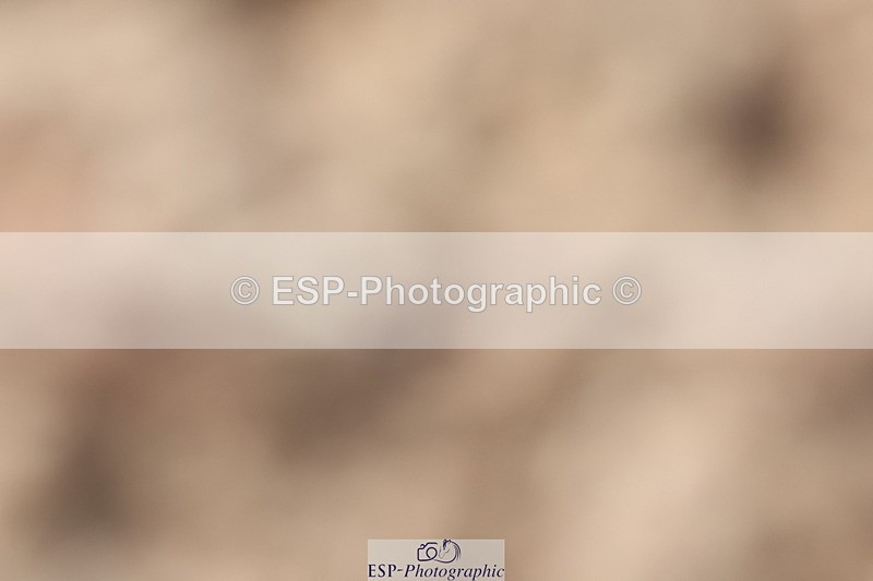 240622A-174509-14962 - Cls 38 BD FEI PSG