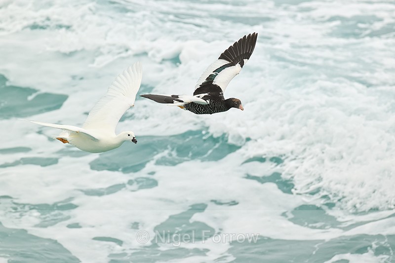 Flying Kelp Geese, rough sea background, Saunders Island, Falklands - Kelp Goose