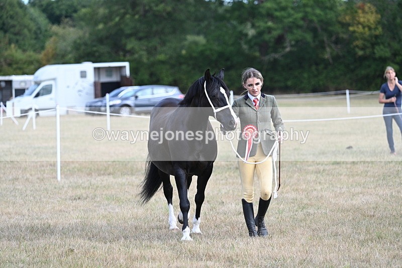 WJ7_8301 - In-hand Championship