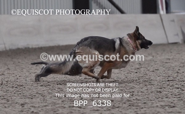 BPP_6338 - CARLA DOGS