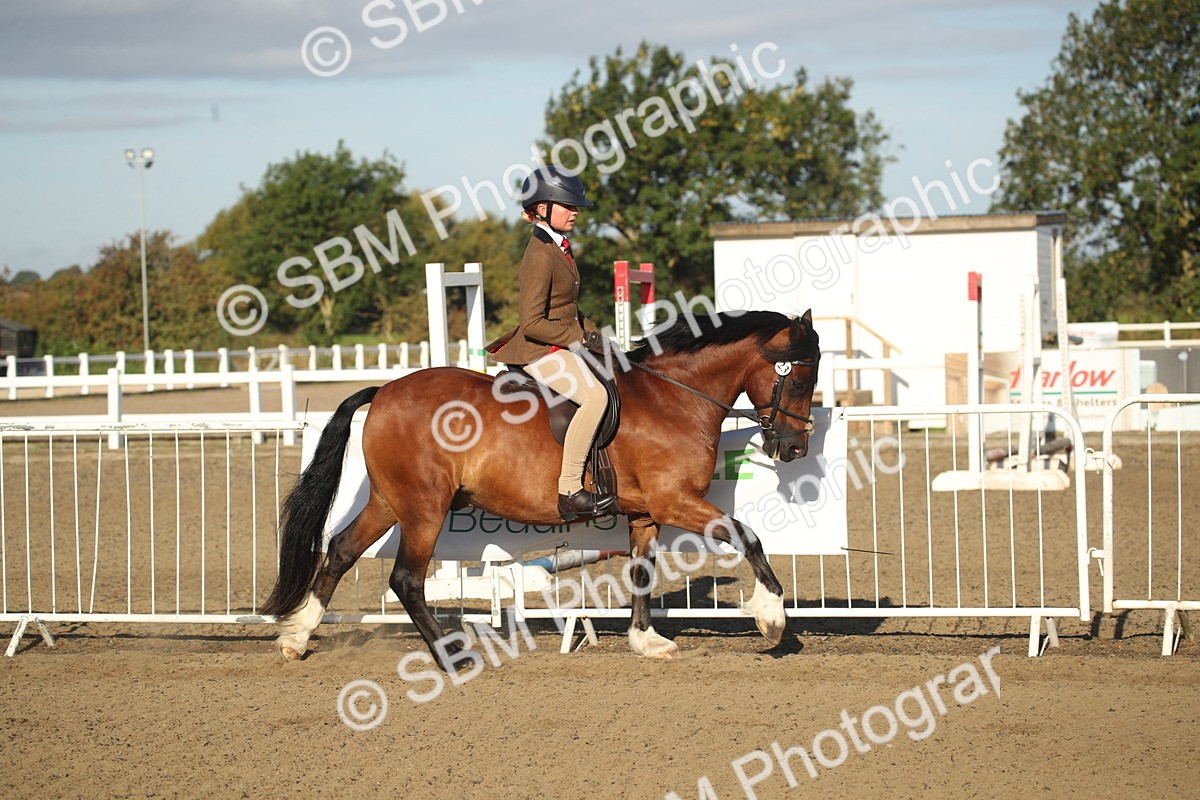 SBM_11537 - Class 502 - Riding Club Horse
