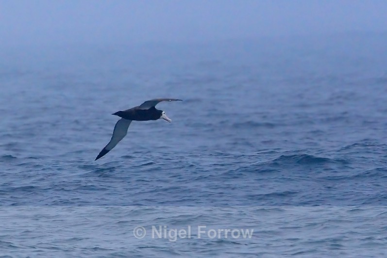 Unidentified Albatross skimming the waves in the mist - Unidentified Birds