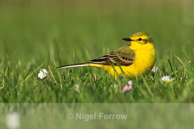 Yellow Wagtail (male) in the grass at Farmoor Reservoir - Yellow Wagtail