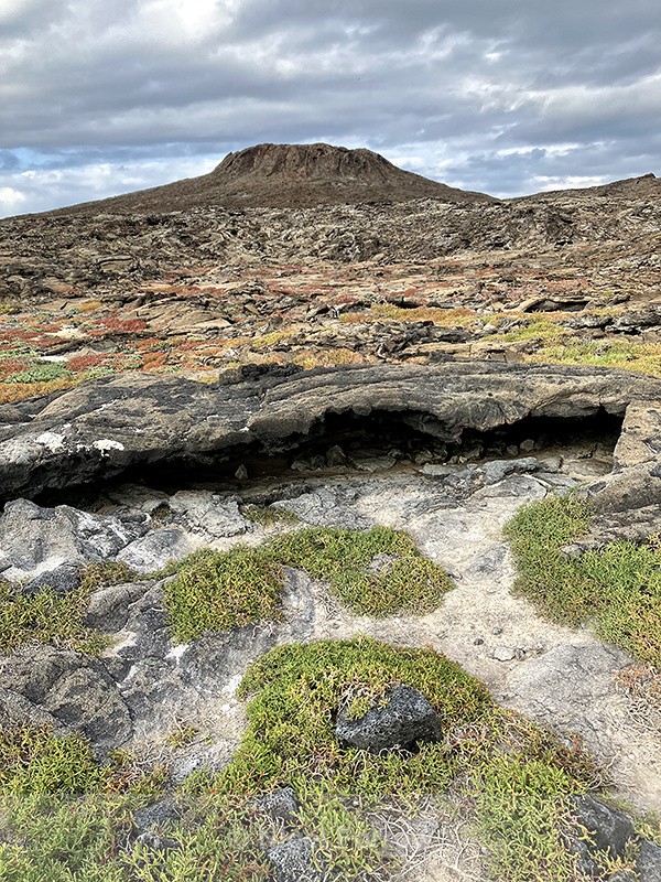 Plant life on Chinese Hat, Galapagos - Galapagos, Ecuador
