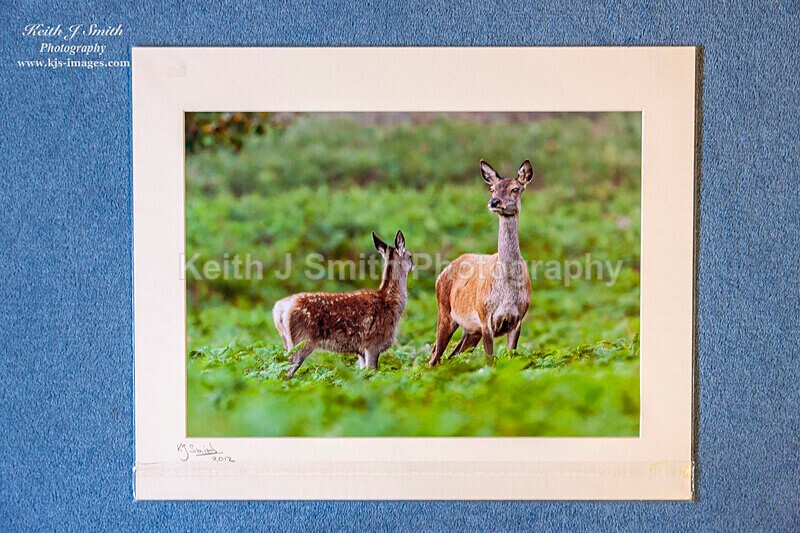 0SKJ9348 - Mounted prints for sale.