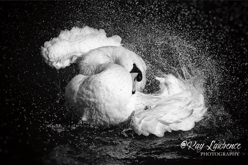 Pasodoble - 123827 - Natural World