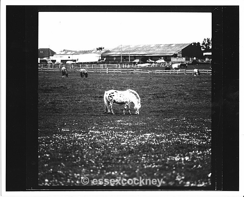  - X-ray film /prints