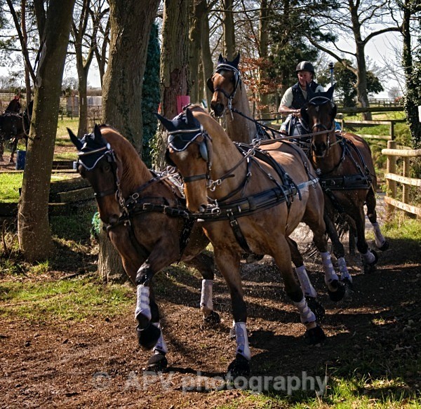 _DSC8988sml - Ashfields Carriage & Polo Club