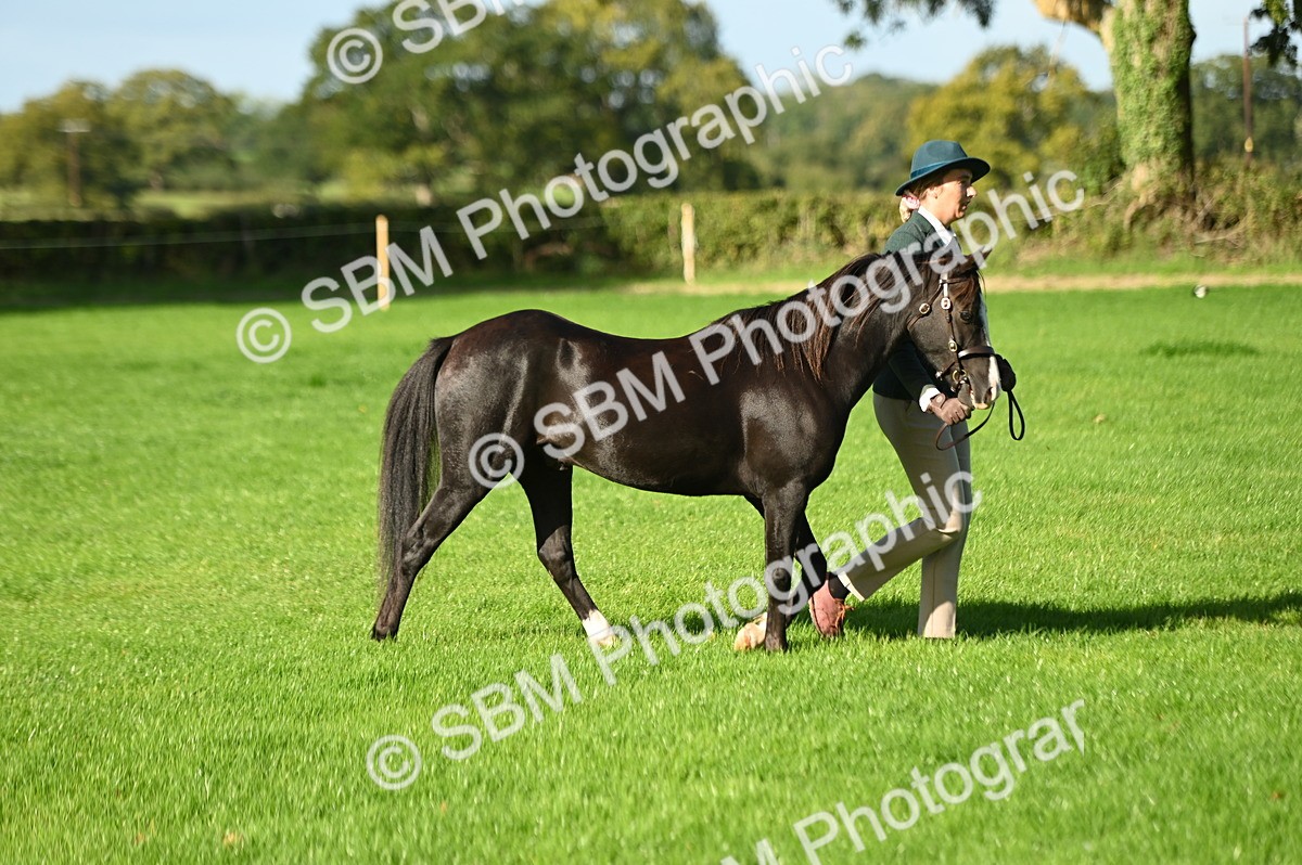 SBM_15832 - S1 - TSR in Hand Horse & Pony Showing