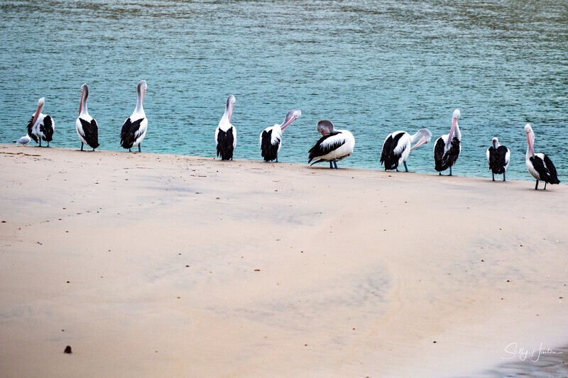 Pelicans all in a Row