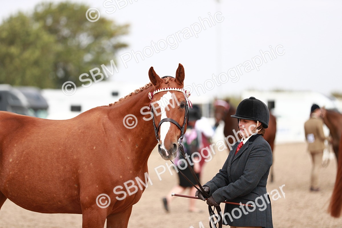 SBM_13253 - Class 208 IH Veteran Horse