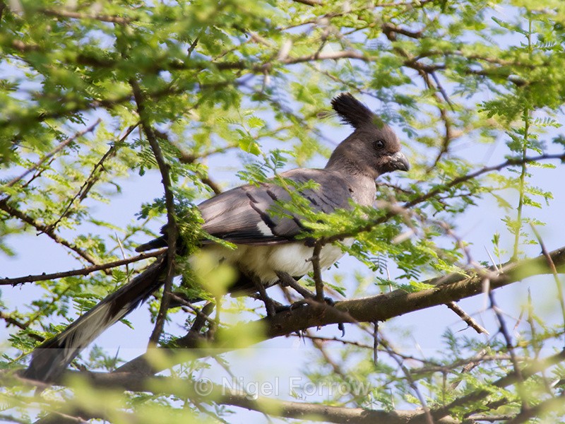 White-bellied Go-away-bird perched in a tree - White-bellied Go-away-bird