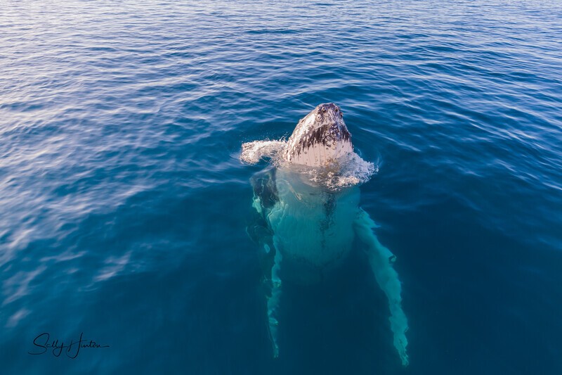 Just Hanging 5_16A8242 - Humpback Whales