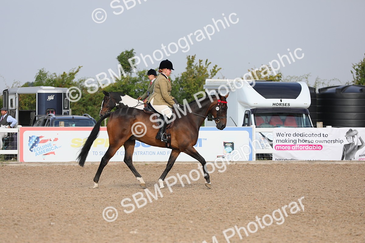 SBM_10660 - Class 303 Ridden Pure Bred Horse/Pony (excl M&M)