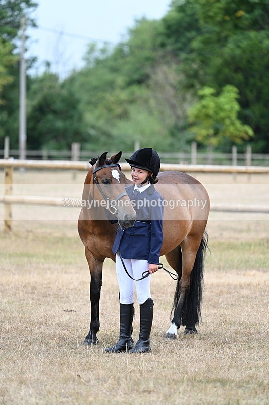 WJ7_9684 - Class 5 Most Handsome Gelding (up to 14.2hh)