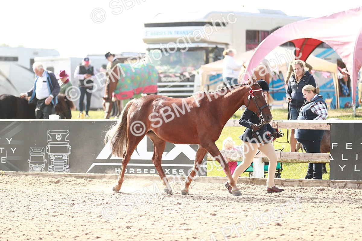 SBM_11041 - Class 205 IH Show Pony/ Show Hunter Pony