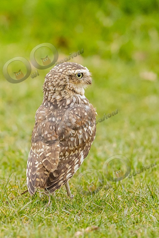 Burrowing owl athena cunnicularia-0737 - Owls of the World