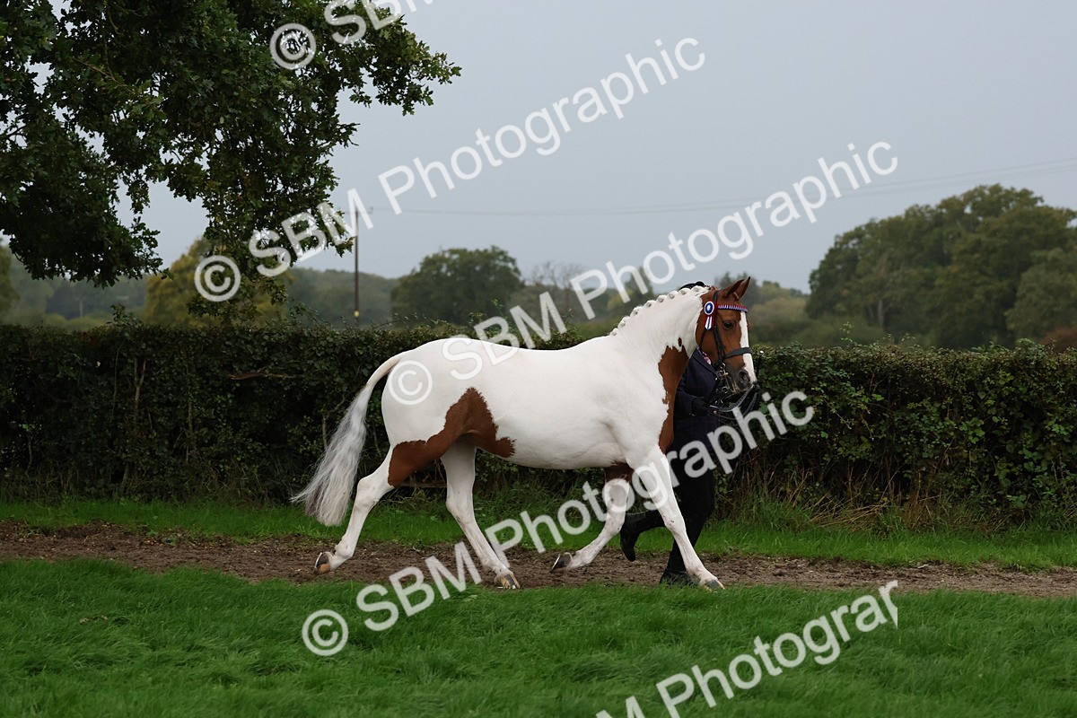 SBM_35278 - S10 - Best In Hand Horse & Pony