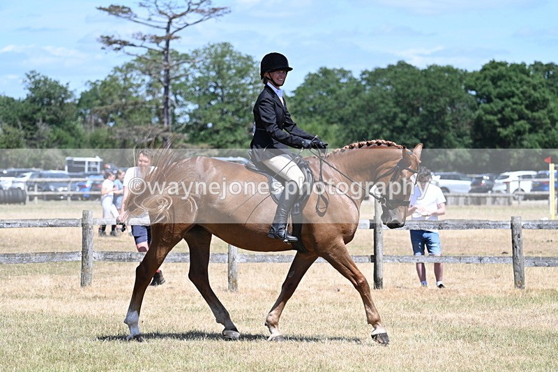 WJ7_2887 - Class 7 Riding Club Show Horse