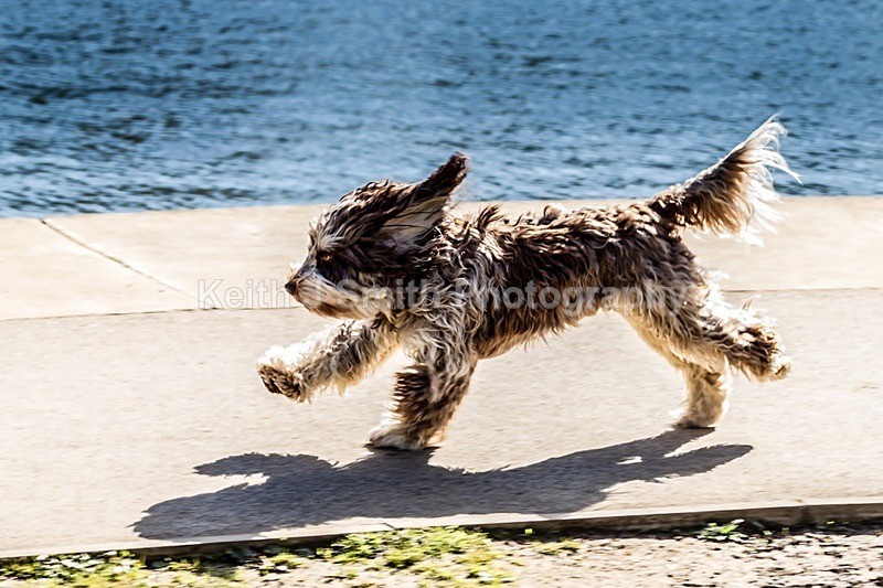 2KJS6361 - Dogs in Abington Park