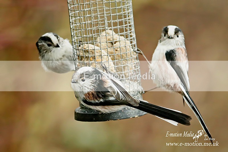 Long Tailed Tit 140116 4 - Nature