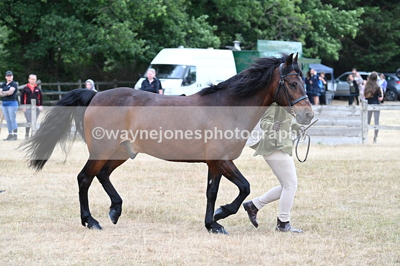 WJ7_9520 - Class 5 Most Handsome Gelding (up to 14.2hh)