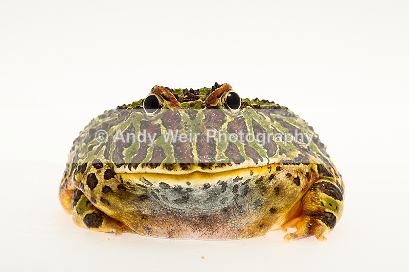 20140325-3K8A9453 - Frogs & Toads