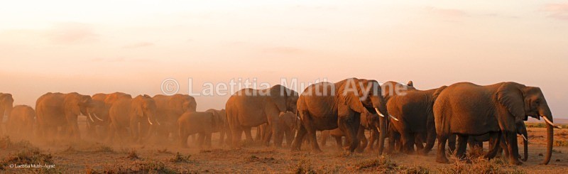 _84Y0776 Amboseli - Elephants
