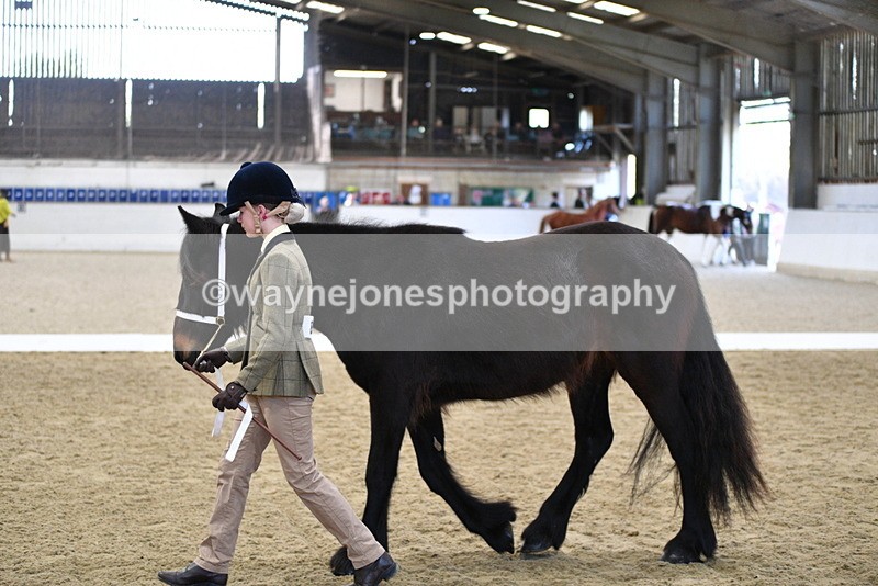 WJ5_4231 - Class 6 In hand M&M - Large Breeds