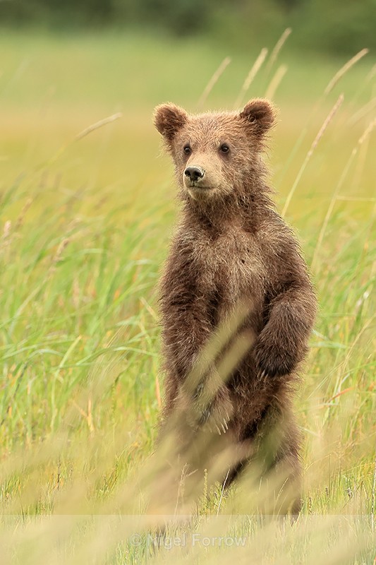 Brown Bear cub standing upright, Silver Salmon Creek, Alaska - Brown Bear