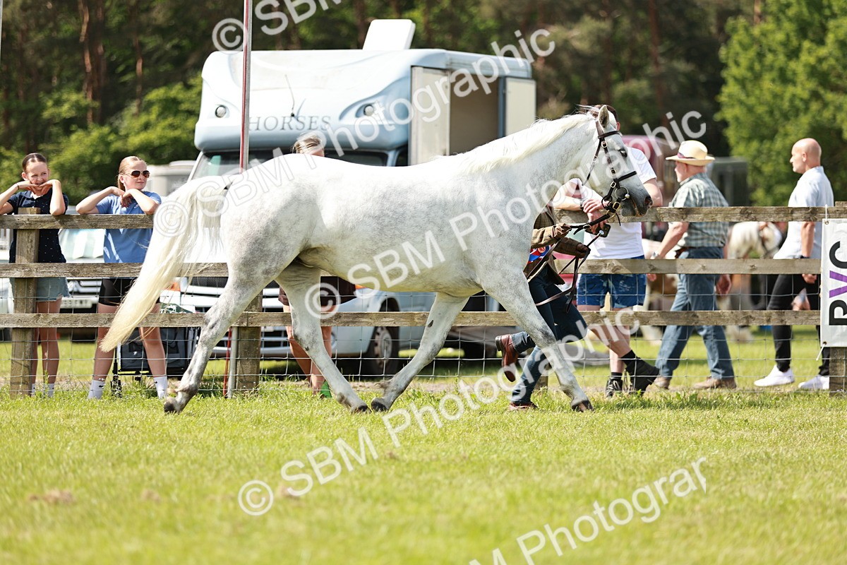 SBM_02488 - Class 14-23 - Mountain & Moorland In Hand Non Welsh