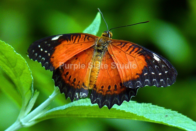 Purple Slate Studio; Orange on Green
