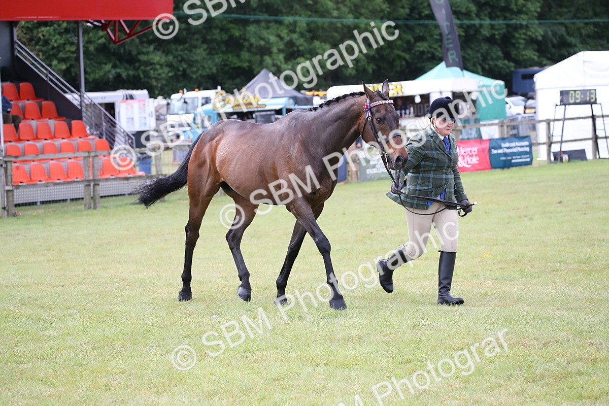SBM_11464 - Class 94 - LIHS BSHA Racehorse to Showhorse