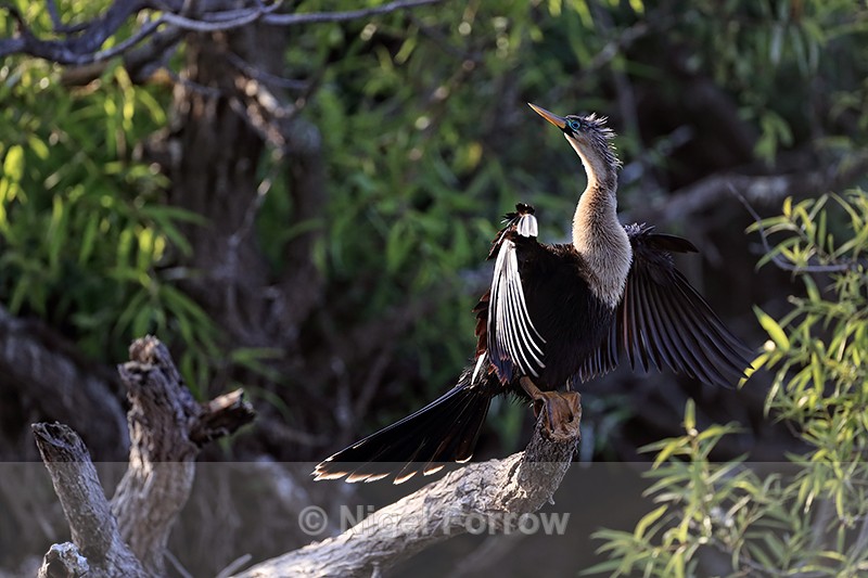 Anhinga late afternoon, Venice Rookery, Florida - Anhinga